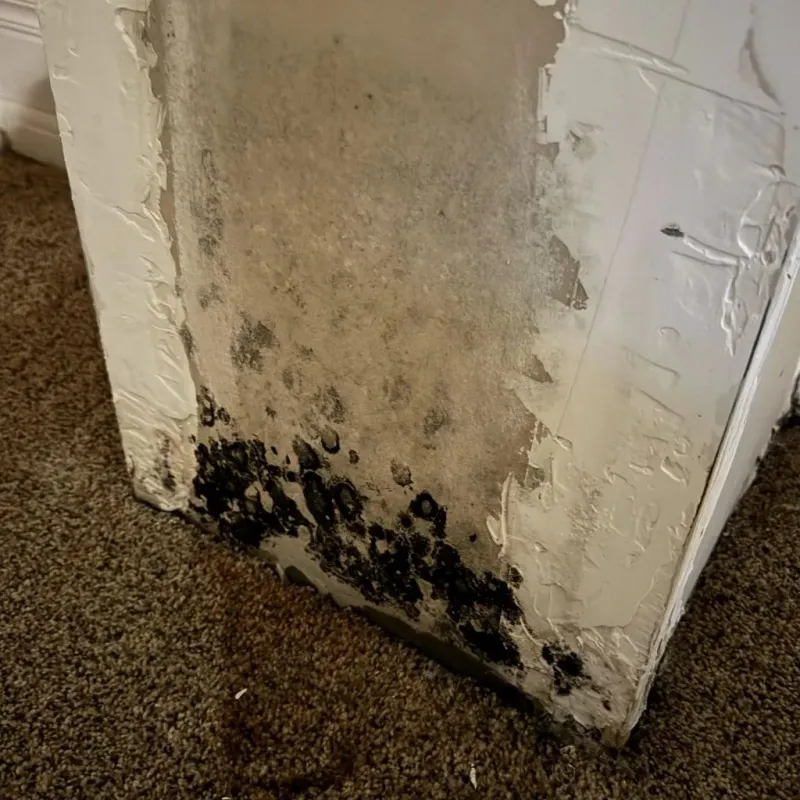 Professional Mold Removal in West Samoset, FL